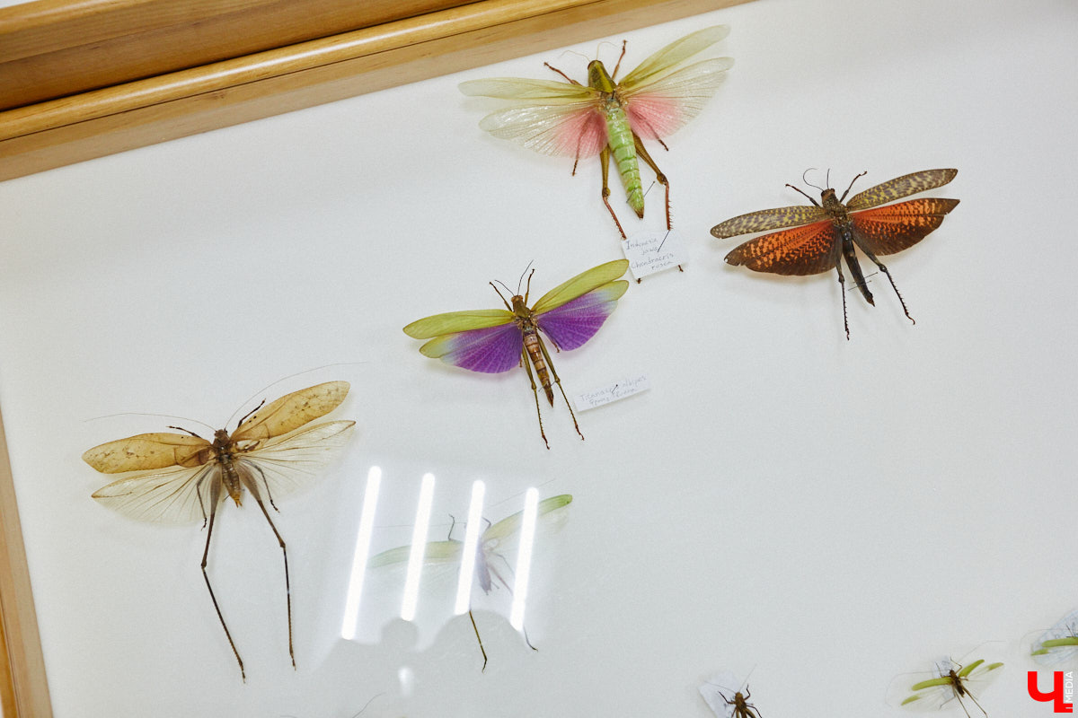 Динозавры не самые древние создания. Кто жил до них несколько сот миллионов лет назад на территории современной России, знает Алексей Логвиненко. Об этом он рассказывает в своем частном музее, где собрал не только макеты доисторических существ в натуральную величину, но и удивительных насекомых со всей планеты.