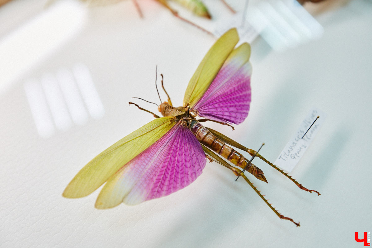 Динозавры не самые древние создания. Кто жил до них несколько сот миллионов лет назад на территории современной России, знает Алексей Логвиненко. Об этом он рассказывает в своем частном музее, где собрал не только макеты доисторических существ в натуральную величину, но и удивительных насекомых со всей планеты.