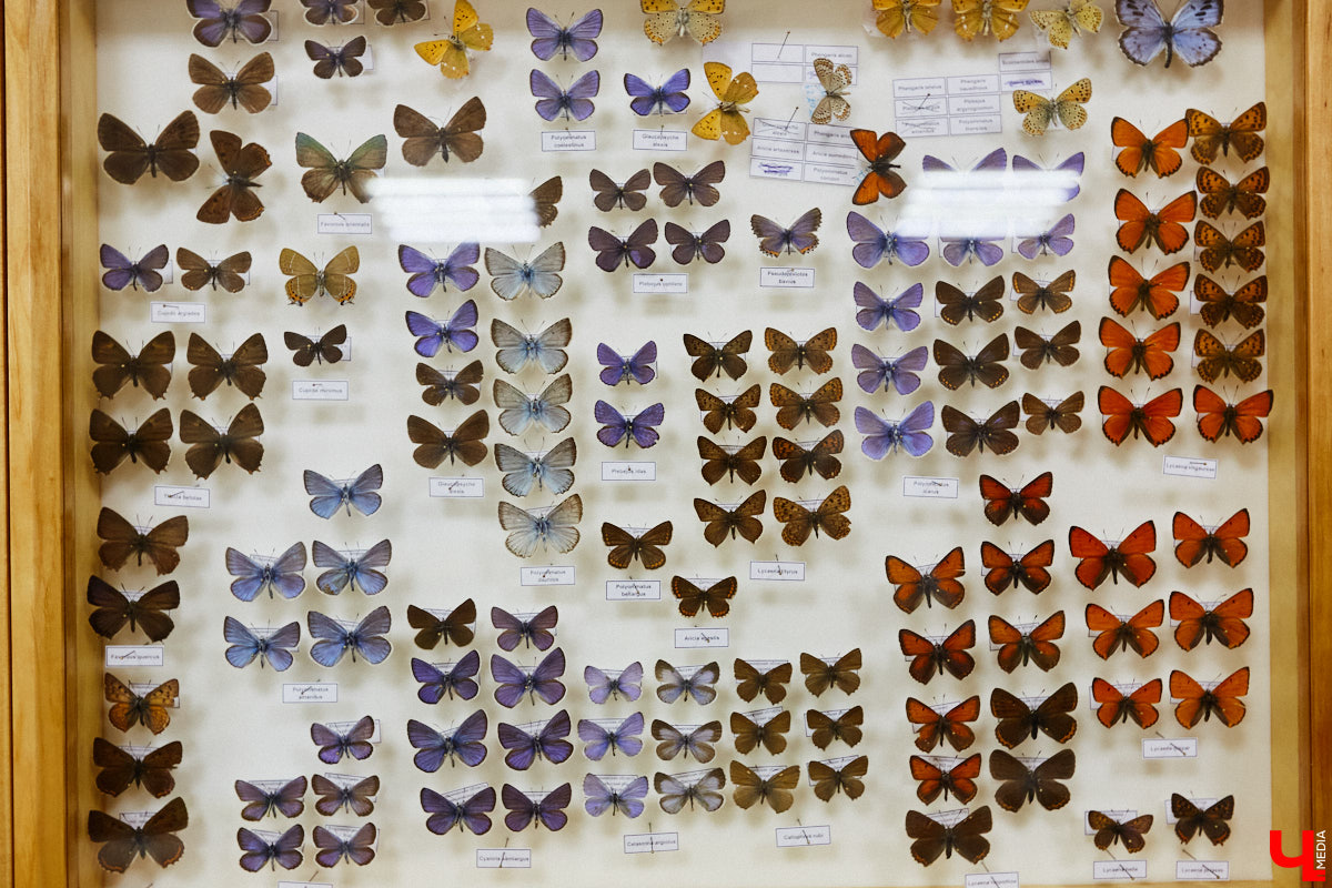 Динозавры не самые древние создания. Кто жил до них несколько сот миллионов лет назад на территории современной России, знает Алексей Логвиненко. Об этом он рассказывает в своем частном музее, где собрал не только макеты доисторических существ в натуральную величину, но и удивительных насекомых со всей планеты.