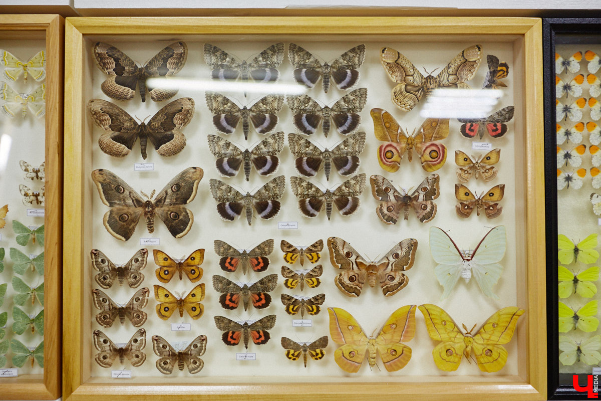 Динозавры не самые древние создания. Кто жил до них несколько сот миллионов лет назад на территории современной России, знает Алексей Логвиненко. Об этом он рассказывает в своем частном музее, где собрал не только макеты доисторических существ в натуральную величину, но и удивительных насекомых со всей планеты.