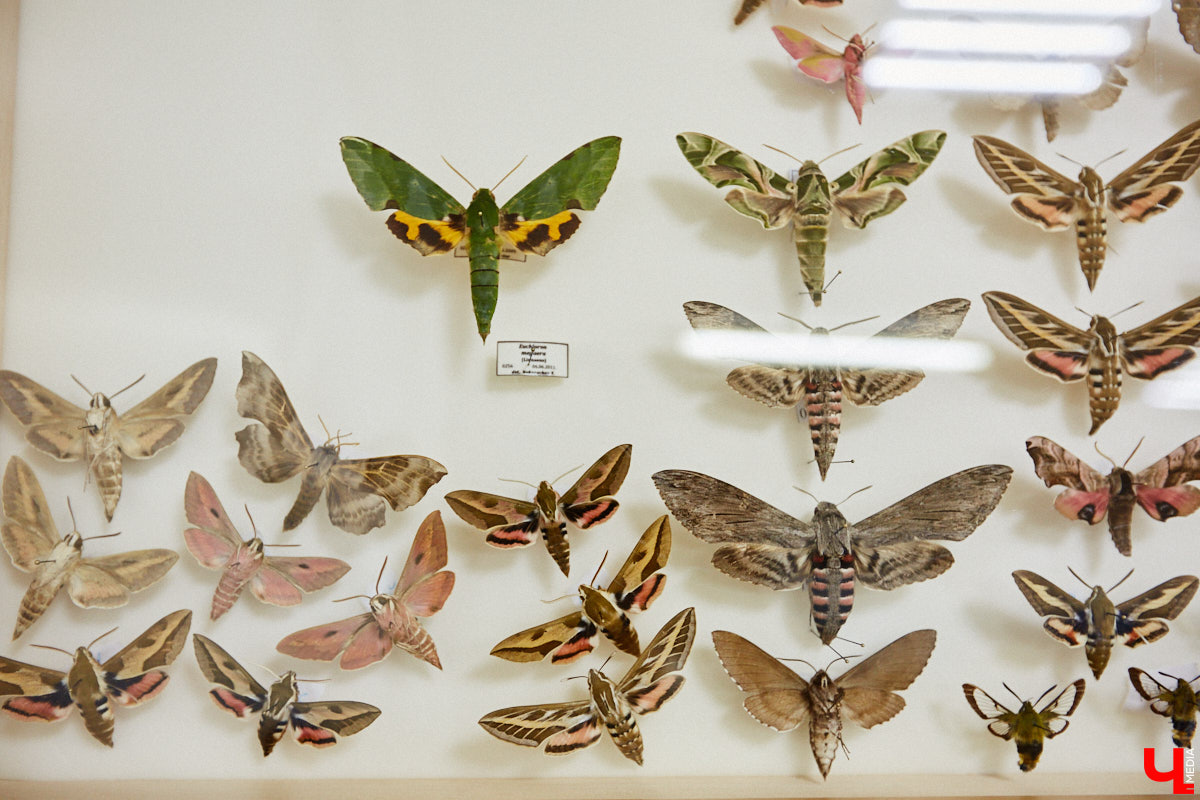 Динозавры не самые древние создания. Кто жил до них несколько сот миллионов лет назад на территории современной России, знает Алексей Логвиненко. Об этом он рассказывает в своем частном музее, где собрал не только макеты доисторических существ в натуральную величину, но и удивительных насекомых со всей планеты.