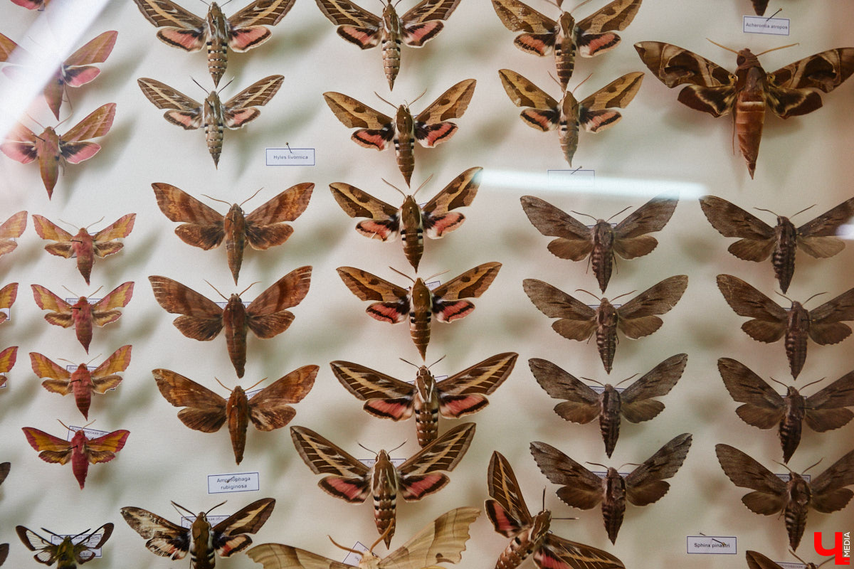 Динозавры не самые древние создания. Кто жил до них несколько сот миллионов лет назад на территории современной России, знает Алексей Логвиненко. Об этом он рассказывает в своем частном музее, где собрал не только макеты доисторических существ в натуральную величину, но и удивительных насекомых со всей планеты.