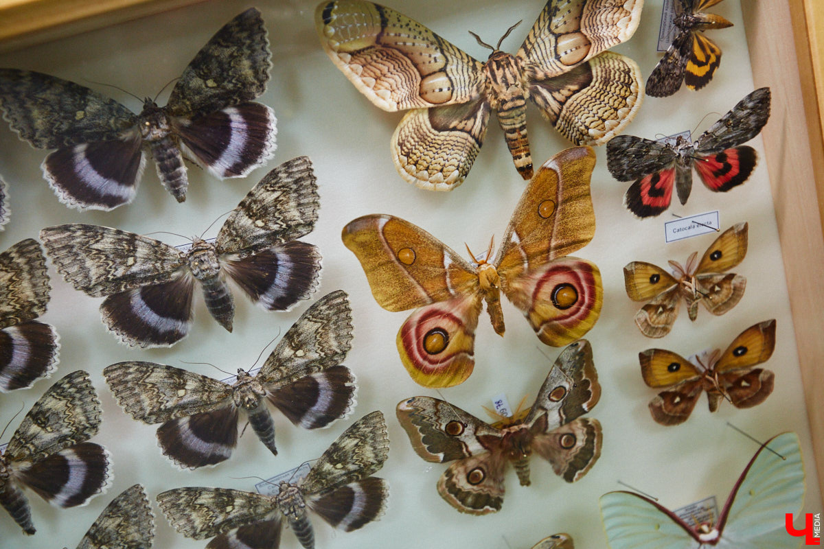 Динозавры не самые древние создания. Кто жил до них несколько сот миллионов лет назад на территории современной России, знает Алексей Логвиненко. Об этом он рассказывает в своем частном музее, где собрал не только макеты доисторических существ в натуральную величину, но и удивительных насекомых со всей планеты.