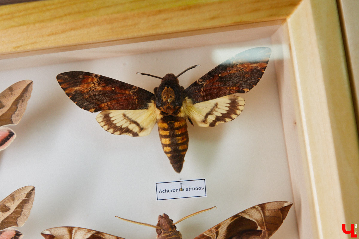 Динозавры не самые древние создания. Кто жил до них несколько сот миллионов лет назад на территории современной России, знает Алексей Логвиненко. Об этом он рассказывает в своем частном музее, где собрал не только макеты доисторических существ в натуральную величину, но и удивительных насекомых со всей планеты.