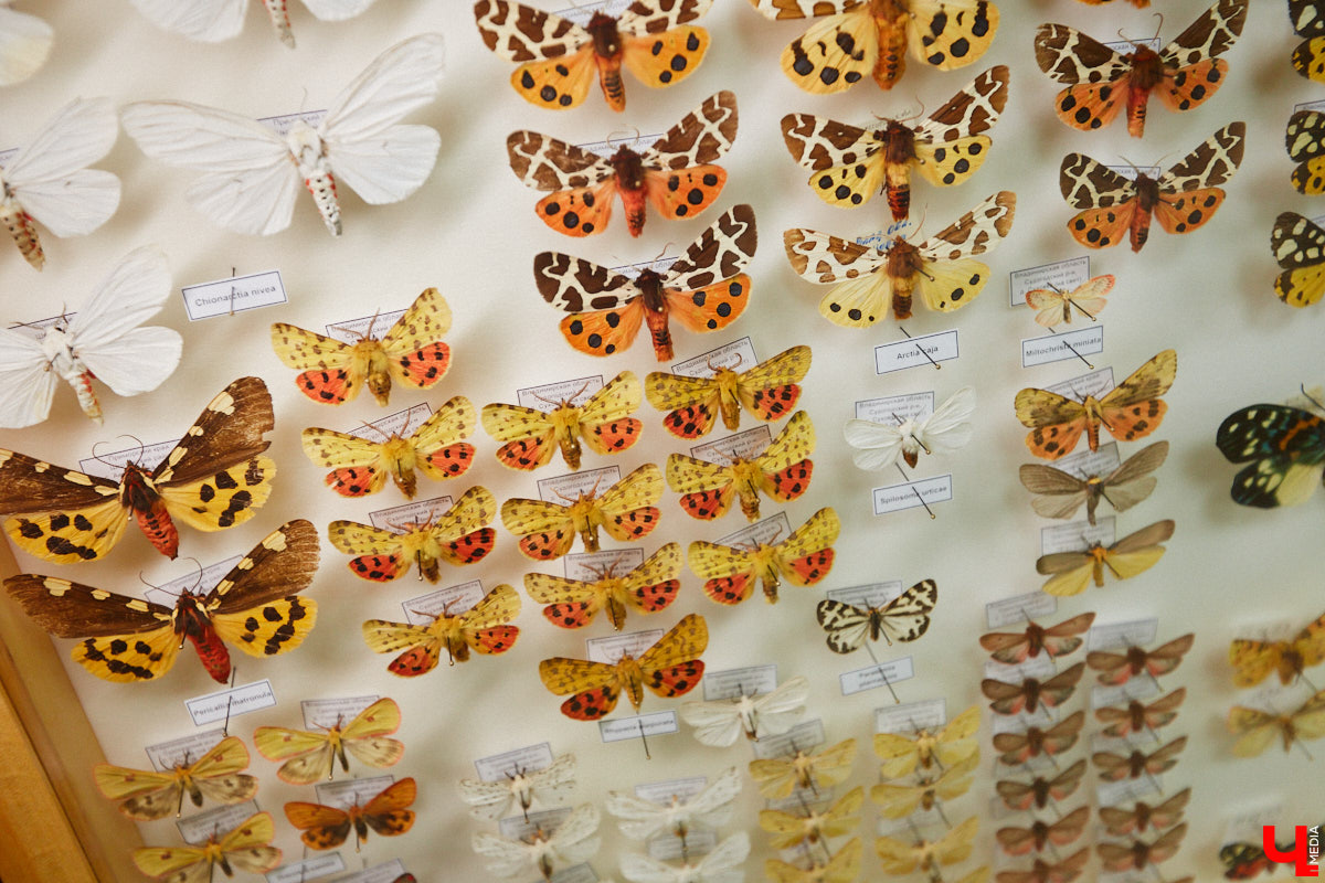 Динозавры не самые древние создания. Кто жил до них несколько сот миллионов лет назад на территории современной России, знает Алексей Логвиненко. Об этом он рассказывает в своем частном музее, где собрал не только макеты доисторических существ в натуральную величину, но и удивительных насекомых со всей планеты.