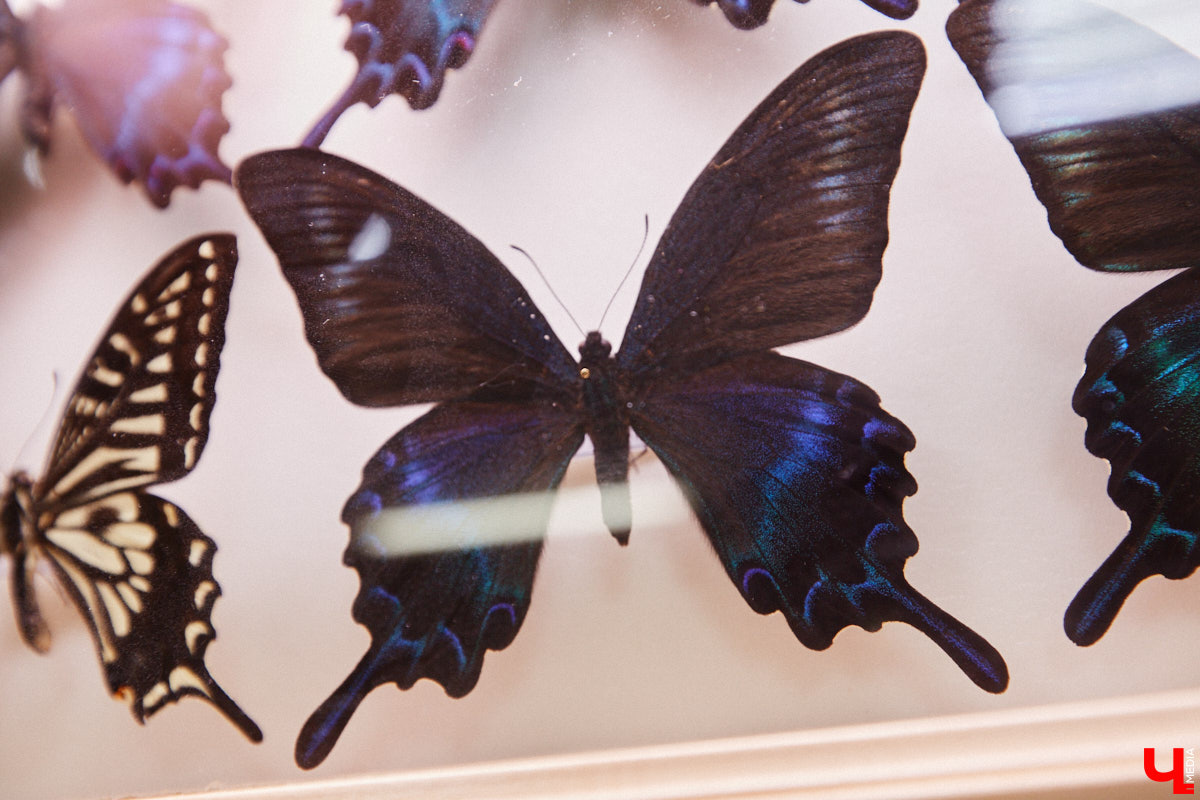 Динозавры не самые древние создания. Кто жил до них несколько сот миллионов лет назад на территории современной России, знает Алексей Логвиненко. Об этом он рассказывает в своем частном музее, где собрал не только макеты доисторических существ в натуральную величину, но и удивительных насекомых со всей планеты.