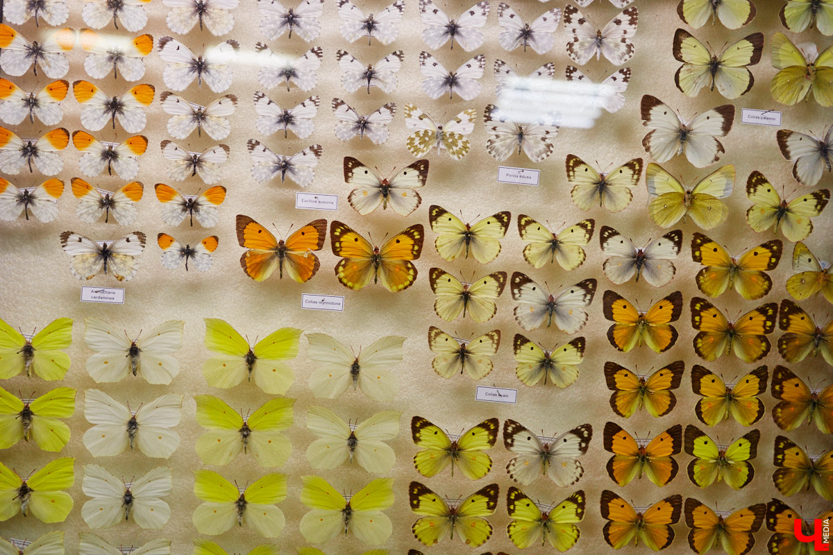 Динозавры не самые древние создания. Кто жил до них несколько сот миллионов лет назад на территории современной России, знает Алексей Логвиненко. Об этом он рассказывает в своем частном музее, где собрал не только макеты доисторических существ в натуральную величину, но и удивительных насекомых со всей планеты.