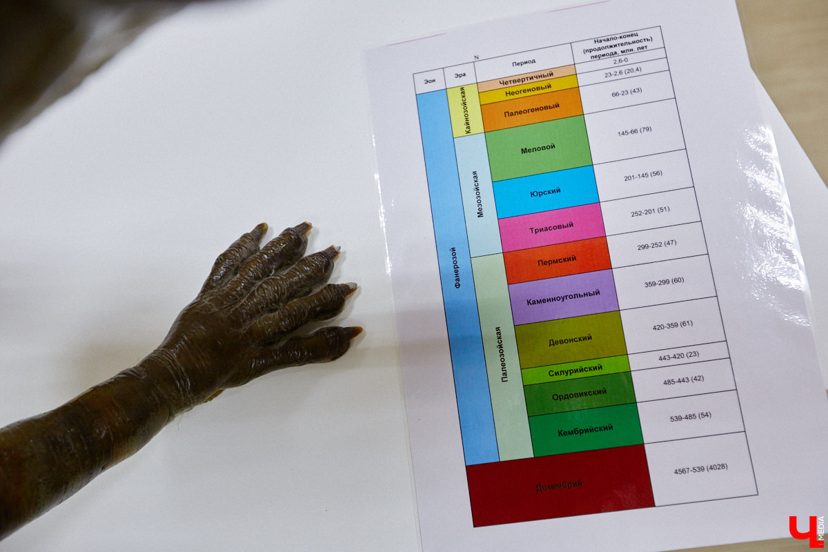 Динозавры не самые древние создания. Кто жил до них несколько сот миллионов лет назад на территории современной России, знает Алексей Логвиненко. Об этом он рассказывает в своем частном музее, где собрал не только макеты доисторических существ в натуральную величину, но и удивительных насекомых со всей планеты.