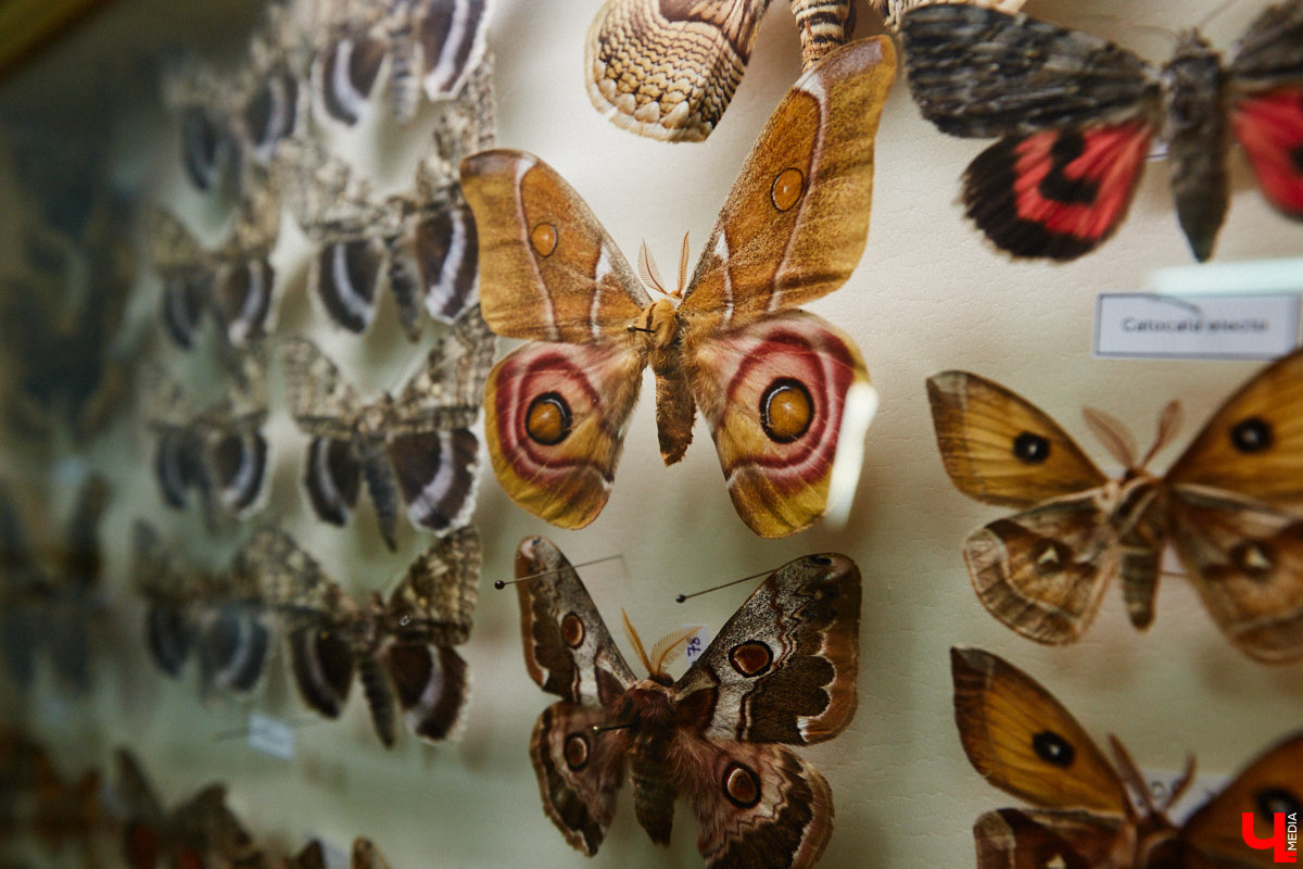 Динозавры не самые древние создания. Кто жил до них несколько сот миллионов лет назад на территории современной России, знает Алексей Логвиненко. Об этом он рассказывает в своем частном музее, где собрал не только макеты доисторических существ в натуральную величину, но и удивительных насекомых со всей планеты.