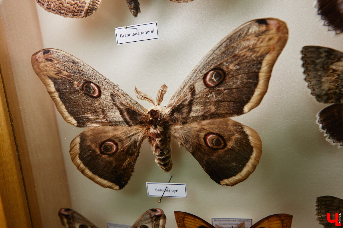 Динозавры не самые древние создания. Кто жил до них несколько сот миллионов лет назад на территории современной России, знает Алексей Логвиненко. Об этом он рассказывает в своем частном музее, где собрал не только макеты доисторических существ в натуральную величину, но и удивительных насекомых со всей планеты.