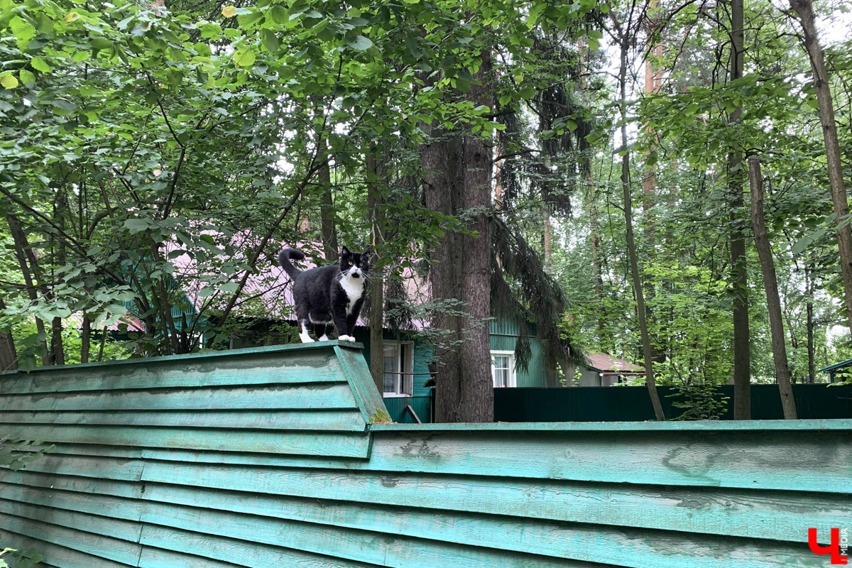 Переделкино        — легендарный дачный поселок, где жили и        творили известные писатели и        поэты. Но        одно место буквально разрушает привычные представления! Это Дом-музей скульптора Зураба Церетели. Зачарованный сад населяют гигантские фигуры, крошечные персонажи, сверкающие мозаикой животные, золотые птицы и        известные герои разных эпох. Столь необычная локация стала одной из        целей нового маршрута для поездки выходного дня.