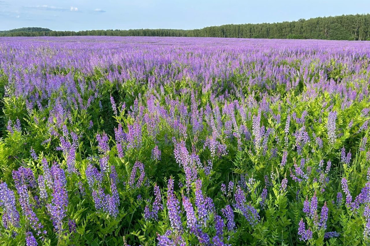 Как в одном летнем путешествии совместить экскурсионный отдых, фотосессию в живописном месте и водный туризм? Нужно приехать в поселок Фролищи, расположенный на берегу реки Лух в окружении карстовых озер на стыке Владимирской, Нижегородской и Ивановской областей. Там находится старинный Свято-Успенский мужской монастырь, или Флорищева пустынь, небесно-голубые купола которого видны еще с дороги. Кстати, именно там снимали эпизод фильма «Битва за Москву» и при этом чуть не разрушили древнюю обитель.