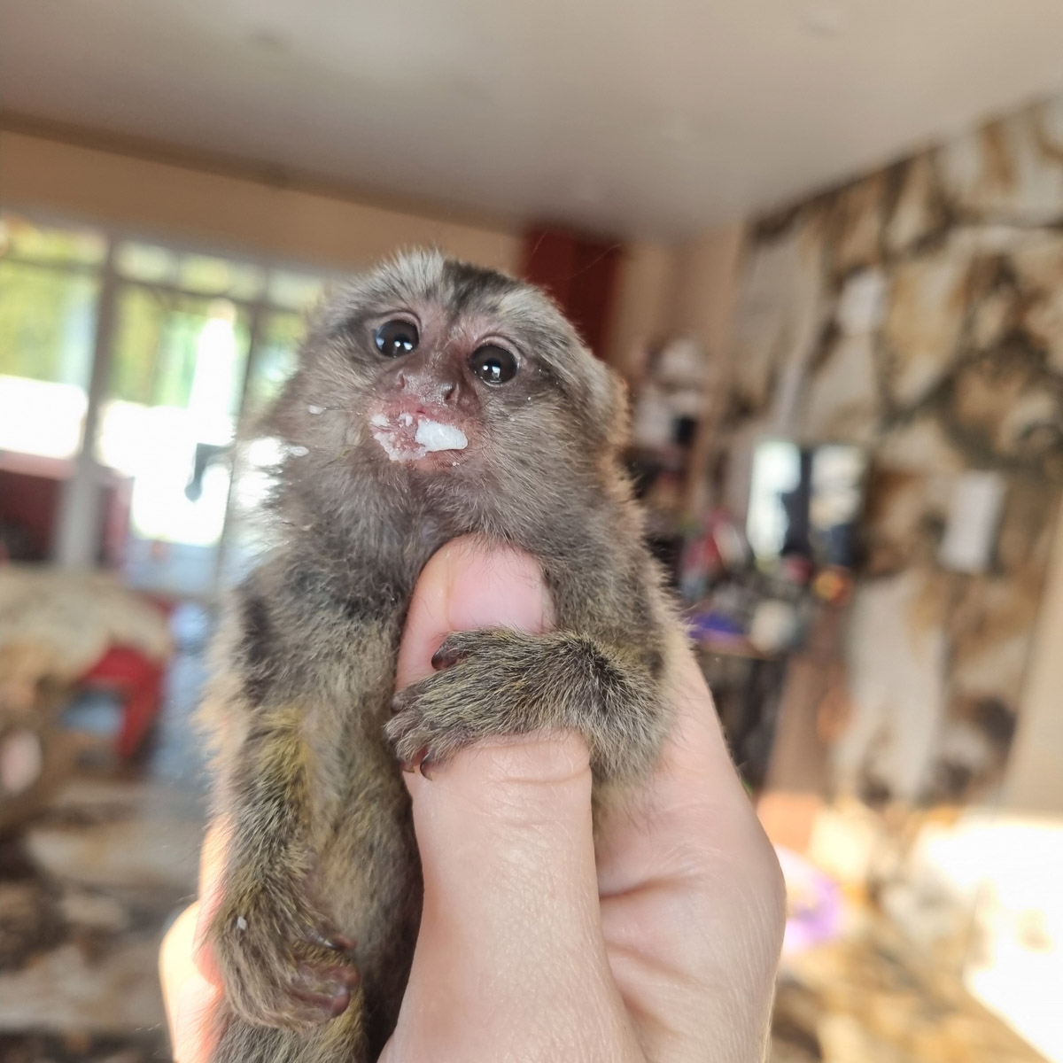 Зооволонтер из Владимира спасла жизнь новорожденной обезьянке, родившейся в городском экзотариуме. Самка родила троих детенышей, но прокормить смогла бы лишь двоих. Самого слабого малыша пришлось «усыновить» Кристине Сенчуговой, не первый раз выхаживающей животных. Сейчас малышу Проше больше месяца и он почти в три раза прибавил в весе. Каких усилий это стоило нашей героине, узнали из первых уст.