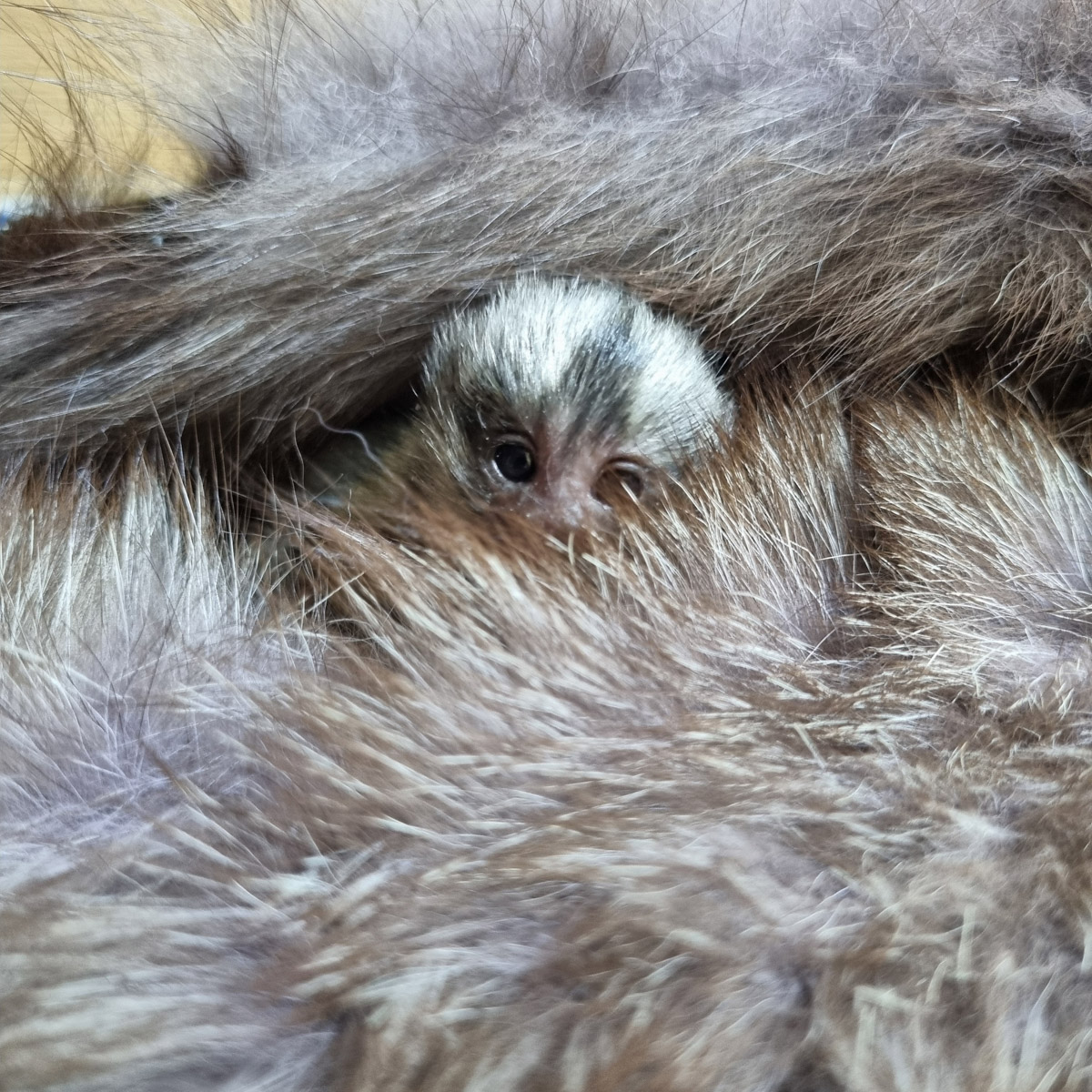 Зооволонтер из Владимира спасла жизнь новорожденной обезьянке, родившейся в городском экзотариуме. Самка родила троих детенышей, но прокормить смогла бы лишь двоих. Самого слабого малыша пришлось «усыновить» Кристине Сенчуговой, не первый раз выхаживающей животных. Сейчас малышу Проше больше месяца и он почти в три раза прибавил в весе. Каких усилий это стоило нашей героине, узнали из первых уст.