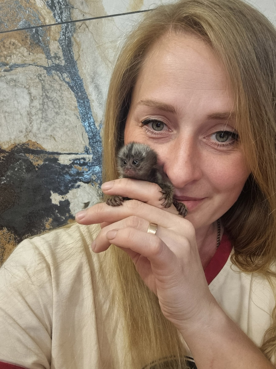 Зооволонтер из Владимира спасла жизнь новорожденной обезьянке, родившейся в городском экзотариуме. Самка родила троих детенышей, но прокормить смогла бы лишь двоих. Самого слабого малыша пришлось «усыновить» Кристине Сенчуговой, не первый раз выхаживающей животных. Сейчас малышу Проше больше месяца и он почти в три раза прибавил в весе. Каких усилий это стоило нашей героине, узнали из первых уст.