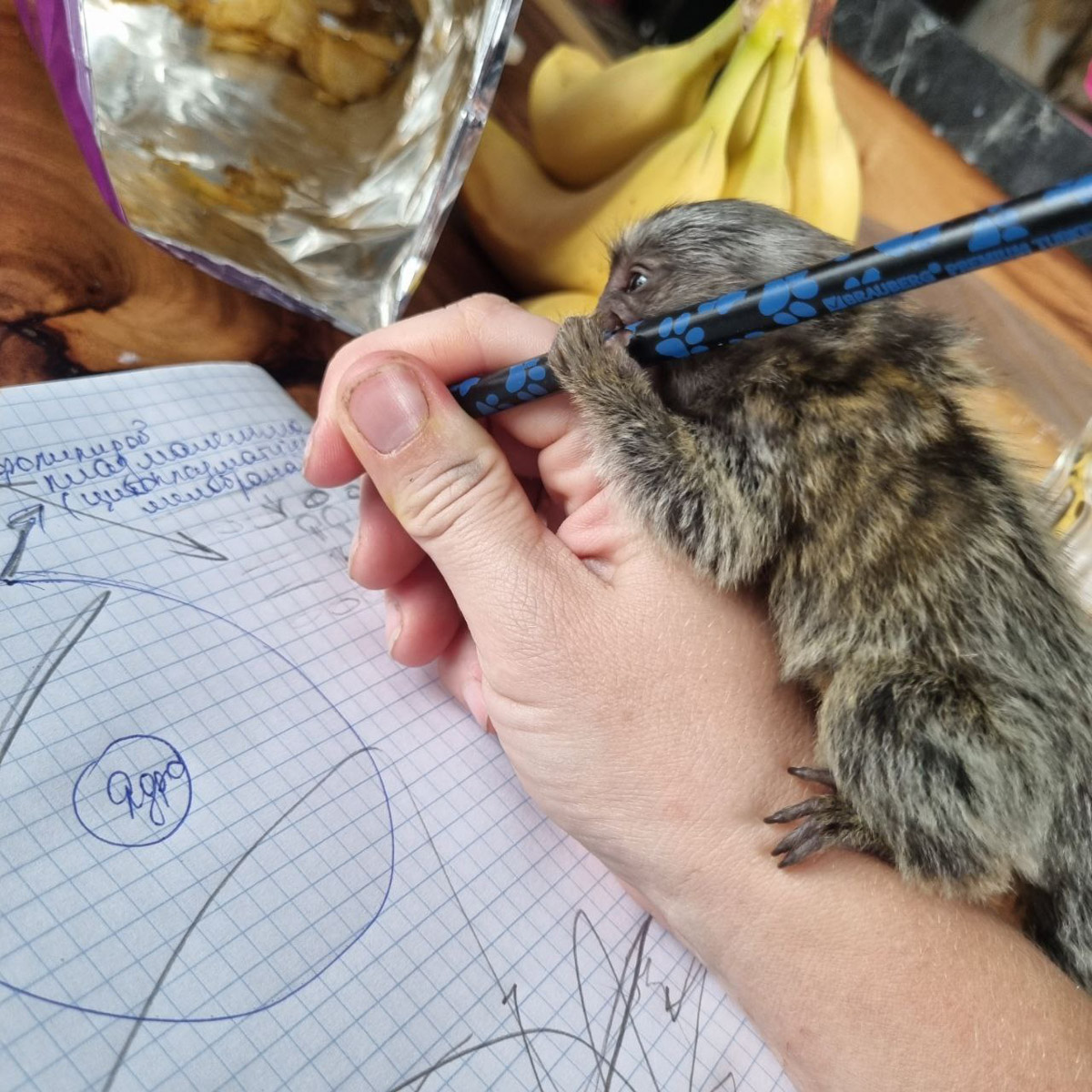 Зооволонтер из Владимира спасла жизнь новорожденной обезьянке, родившейся в городском экзотариуме. Самка родила троих детенышей, но прокормить смогла бы лишь двоих. Самого слабого малыша пришлось «усыновить» Кристине Сенчуговой, не первый раз выхаживающей животных. Сейчас малышу Проше больше месяца и он почти в три раза прибавил в весе. Каких усилий это стоило нашей героине, узнали из первых уст.