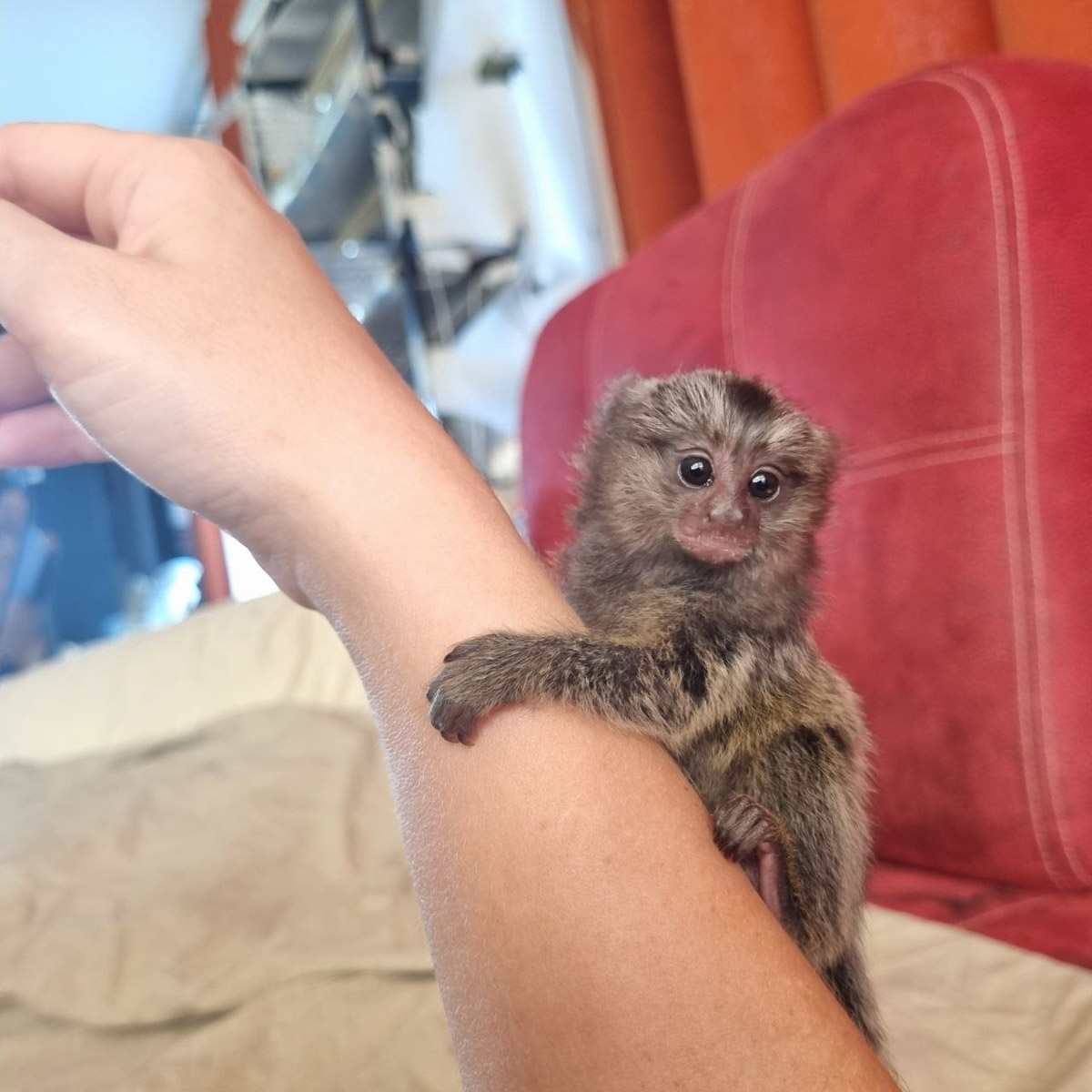 Зооволонтер из Владимира спасла жизнь новорожденной обезьянке, родившейся в городском экзотариуме. Самка родила троих детенышей, но прокормить смогла бы лишь двоих. Самого слабого малыша пришлось «усыновить» Кристине Сенчуговой, не первый раз выхаживающей животных. Сейчас малышу Проше больше месяца и он почти в три раза прибавил в весе. Каких усилий это стоило нашей героине, узнали из первых уст.