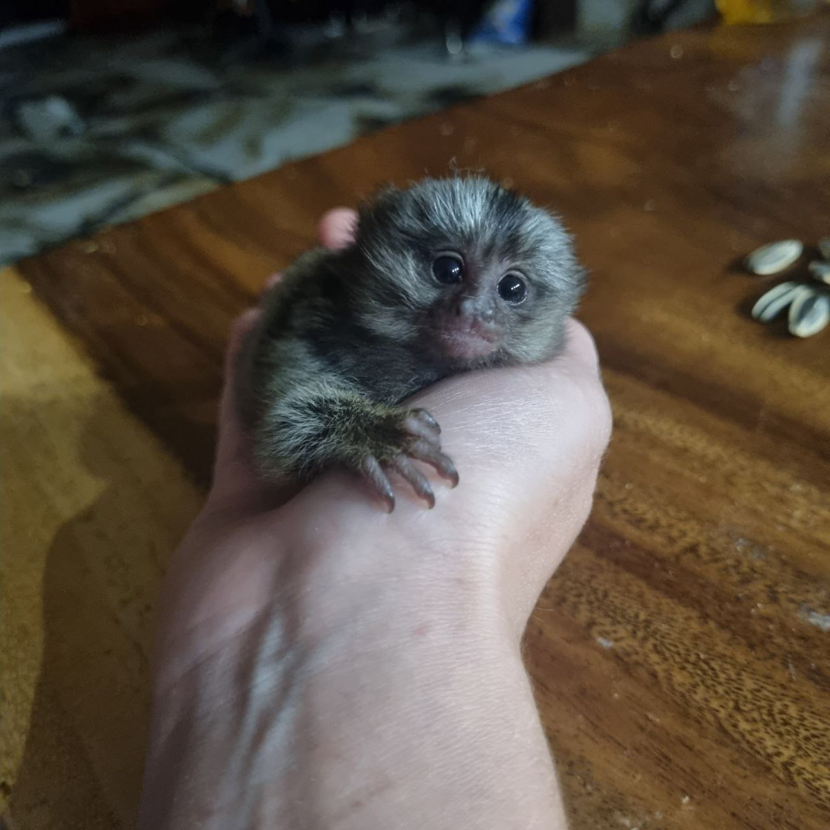 Зооволонтер из Владимира спасла жизнь новорожденной обезьянке, родившейся в городском экзотариуме. Самка родила троих детенышей, но прокормить смогла бы лишь двоих. Самого слабого малыша пришлось «усыновить» Кристине Сенчуговой, не первый раз выхаживающей животных. Сейчас малышу Проше больше месяца и он почти в три раза прибавил в весе. Каких усилий это стоило нашей героине, узнали из первых уст.