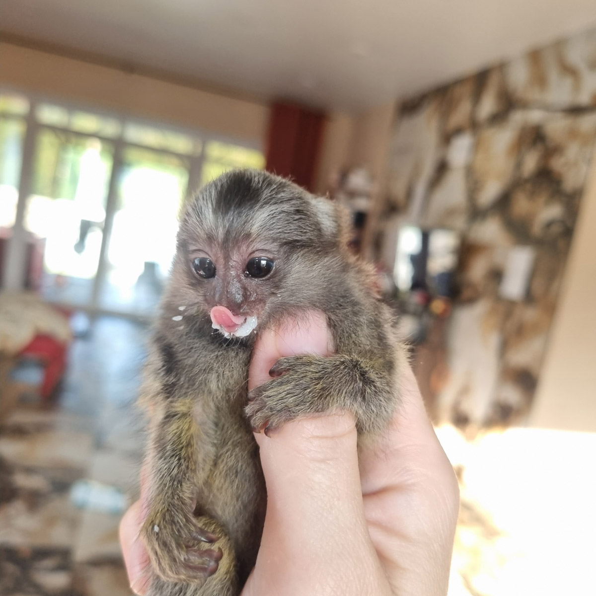 Зооволонтер из Владимира спасла жизнь новорожденной обезьянке, родившейся в городском экзотариуме. Самка родила троих детенышей, но прокормить смогла бы лишь двоих. Самого слабого малыша пришлось «усыновить» Кристине Сенчуговой, не первый раз выхаживающей животных. Сейчас малышу Проше больше месяца и он почти в три раза прибавил в весе. Каких усилий это стоило нашей героине, узнали из первых уст.