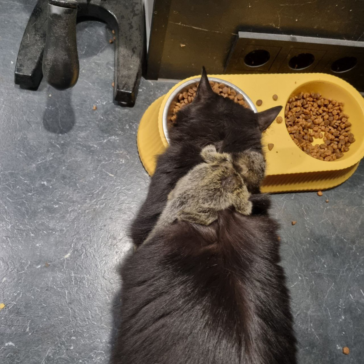 Зооволонтер из Владимира спасла жизнь новорожденной обезьянке, родившейся в городском экзотариуме. Самка родила троих детенышей, но прокормить смогла бы лишь двоих. Самого слабого малыша пришлось «усыновить» Кристине Сенчуговой, не первый раз выхаживающей животных. Сейчас малышу Проше больше месяца и он почти в три раза прибавил в весе. Каких усилий это стоило нашей героине, узнали из первых уст.