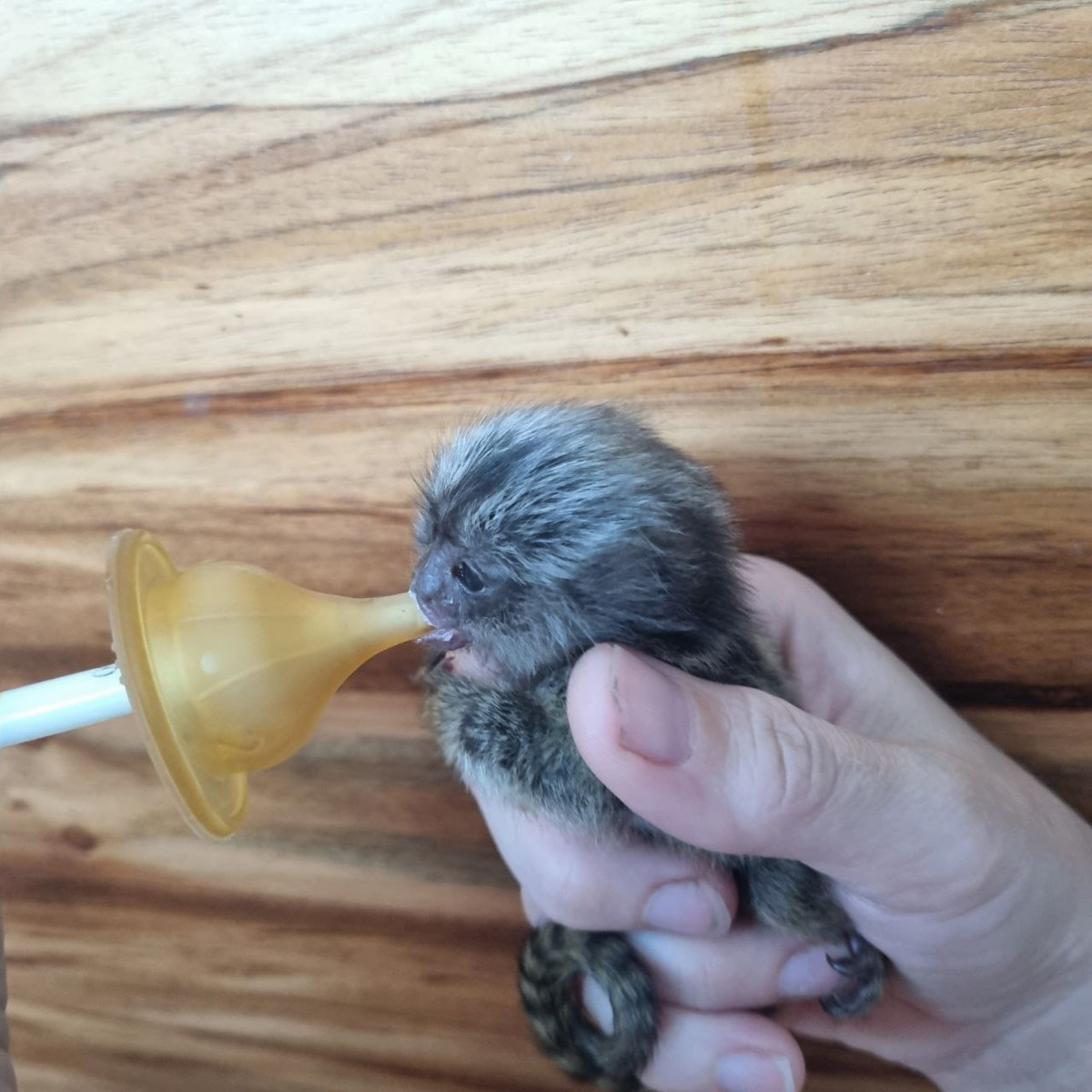 Зооволонтер из Владимира спасла жизнь новорожденной обезьянке, родившейся в городском экзотариуме. Самка родила троих детенышей, но прокормить смогла бы лишь двоих. Самого слабого малыша пришлось «усыновить» Кристине Сенчуговой, не первый раз выхаживающей животных. Сейчас малышу Проше больше месяца и он почти в три раза прибавил в весе. Каких усилий это стоило нашей героине, узнали из первых уст.