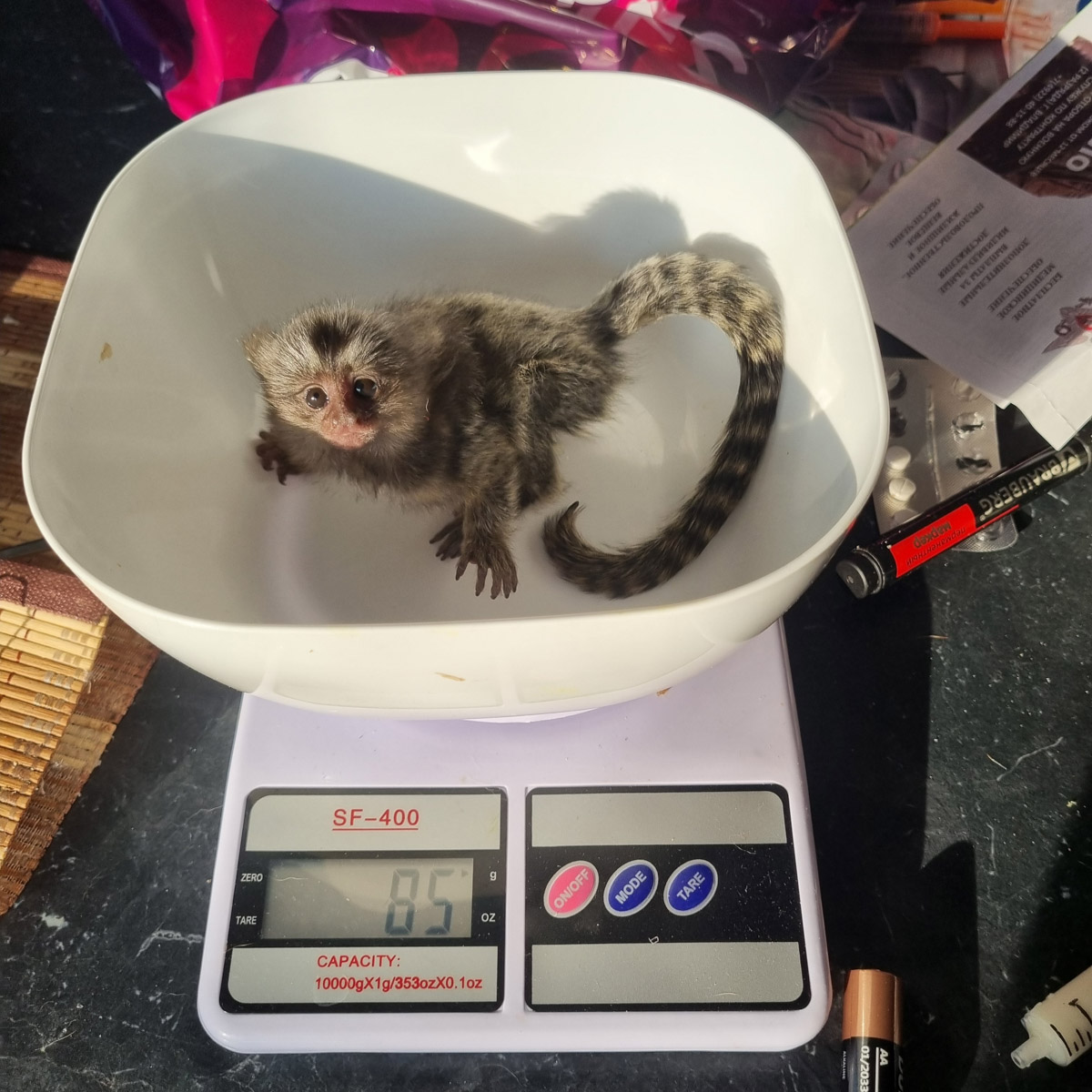 Зооволонтер из Владимира спасла жизнь новорожденной обезьянке, родившейся в городском экзотариуме. Самка родила троих детенышей, но прокормить смогла бы лишь двоих. Самого слабого малыша пришлось «усыновить» Кристине Сенчуговой, не первый раз выхаживающей животных. Сейчас малышу Проше больше месяца и он почти в три раза прибавил в весе. Каких усилий это стоило нашей героине, узнали из первых уст.