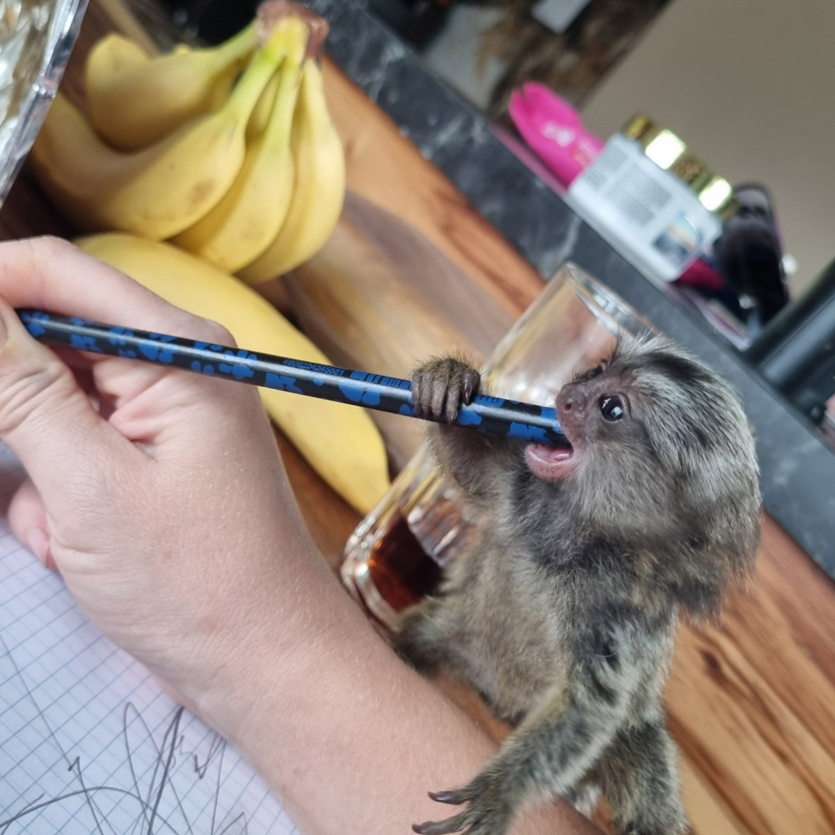 Зооволонтер из Владимира спасла жизнь новорожденной обезьянке, родившейся в городском экзотариуме. Самка родила троих детенышей, но прокормить смогла бы лишь двоих. Самого слабого малыша пришлось «усыновить» Кристине Сенчуговой, не первый раз выхаживающей животных. Сейчас малышу Проше больше месяца и он почти в три раза прибавил в весе. Каких усилий это стоило нашей героине, узнали из первых уст.