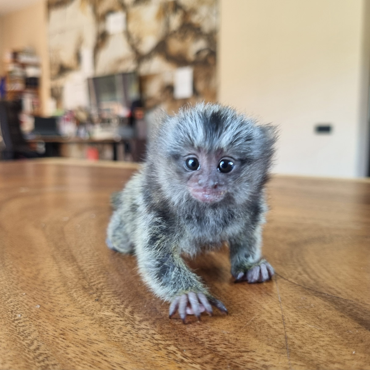 Зооволонтер из Владимира спасла жизнь новорожденной обезьянке, родившейся в городском экзотариуме. Самка родила троих детенышей, но прокормить смогла бы лишь двоих. Самого слабого малыша пришлось «усыновить» Кристине Сенчуговой, не первый раз выхаживающей животных. Сейчас малышу Проше больше месяца и он почти в три раза прибавил в весе. Каких усилий это стоило нашей героине, узнали из первых уст.