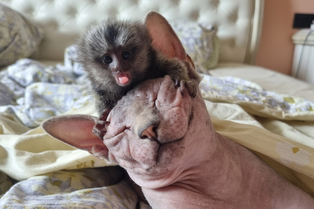 Зооволонтер из Владимира спасла жизнь новорожденной обезьянке, родившейся в городском экзотариуме. Самка родила троих детенышей, но прокормить смогла бы лишь двоих. Самого слабого малыша пришлось «усыновить» Кристине Сенчуговой, не первый раз выхаживающей животных. Сейчас малышу Проше больше месяца и он почти в три раза прибавил в весе. Каких усилий это стоило нашей героине, узнали из первых уст.