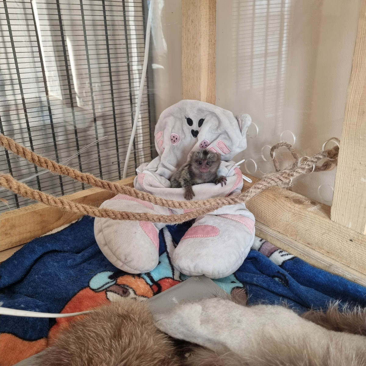 Зооволонтер из Владимира спасла жизнь новорожденной обезьянке, родившейся в городском экзотариуме. Самка родила троих детенышей, но прокормить смогла бы лишь двоих. Самого слабого малыша пришлось «усыновить» Кристине Сенчуговой, не первый раз выхаживающей животных. Сейчас малышу Проше больше месяца и он почти в три раза прибавил в весе. Каких усилий это стоило нашей героине, узнали из первых уст.