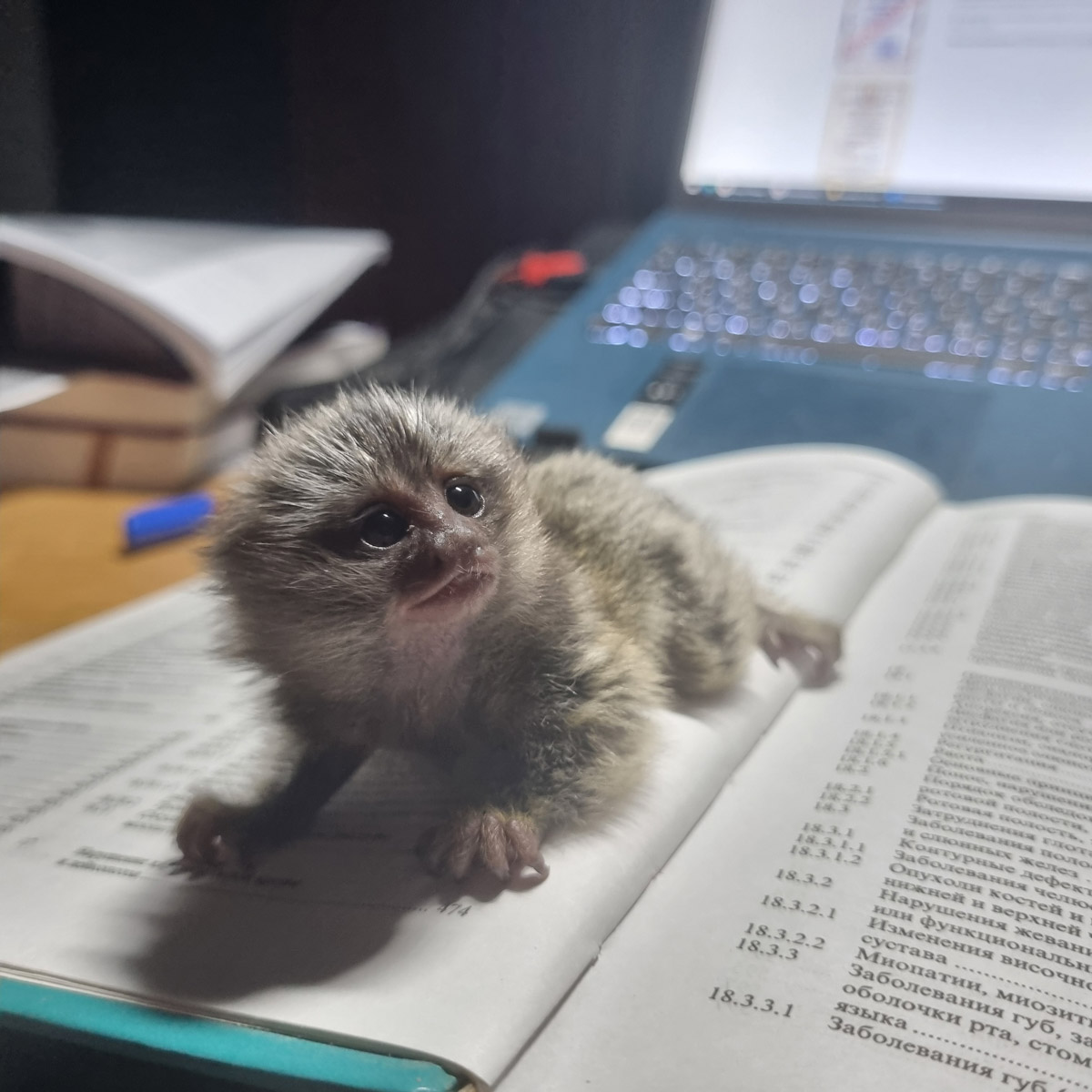 Зооволонтер из Владимира спасла жизнь новорожденной обезьянке, родившейся в городском экзотариуме. Самка родила троих детенышей, но прокормить смогла бы лишь двоих. Самого слабого малыша пришлось «усыновить» Кристине Сенчуговой, не первый раз выхаживающей животных. Сейчас малышу Проше больше месяца и он почти в три раза прибавил в весе. Каких усилий это стоило нашей героине, узнали из первых уст.