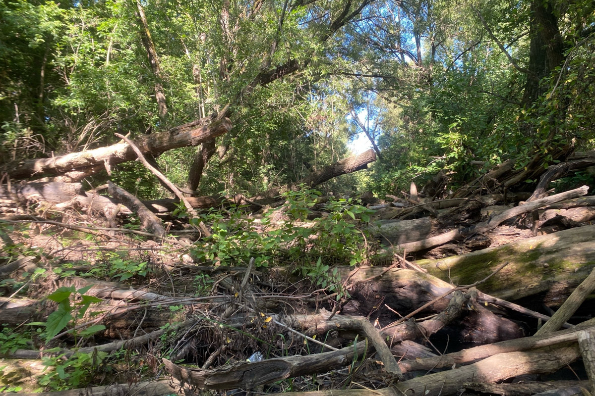 Лето   — идеальное время для путешествий по   воде. Но   куда отправиться, дабы испытать в   деле сапы, рафты и   байдарки? Вариантов немало, однако мы   собрали для вас семь самых живописных и   интересных маршрутов по   водоемам Владимирской области. А   главное, все они подходят как новичкам, так и   опытным туристам.