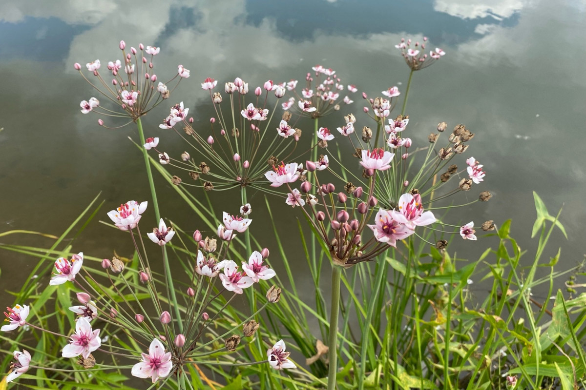 Лето   — идеальное время для путешествий по   воде. Но   куда отправиться, дабы испытать в   деле сапы, рафты и   байдарки? Вариантов немало, однако мы   собрали для вас семь самых живописных и   интересных маршрутов по   водоемам Владимирской области. А   главное, все они подходят как новичкам, так и   опытным туристам.