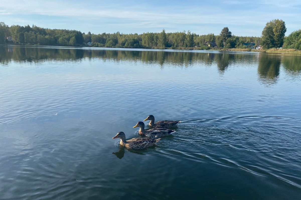 Лето   — идеальное время для путешествий по   воде. Но   куда отправиться, дабы испытать в   деле сапы, рафты и   байдарки? Вариантов немало, однако мы   собрали для вас семь самых живописных и   интересных маршрутов по   водоемам Владимирской области. А   главное, все они подходят как новичкам, так и   опытным туристам.