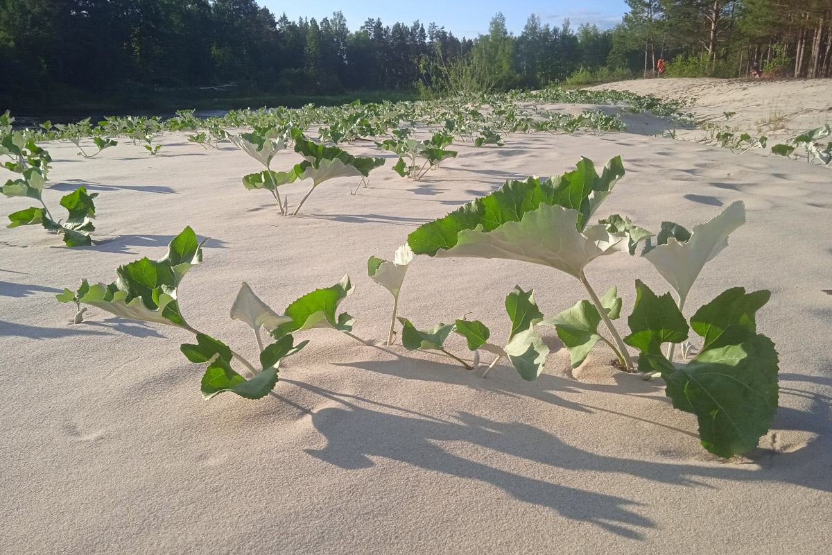 Лето   — идеальное время для путешествий по   воде. Но   куда отправиться, дабы испытать в   деле сапы, рафты и   байдарки? Вариантов немало, однако мы   собрали для вас семь самых живописных и   интересных маршрутов по   водоемам Владимирской области. А   главное, все они подходят как новичкам, так и   опытным туристам.