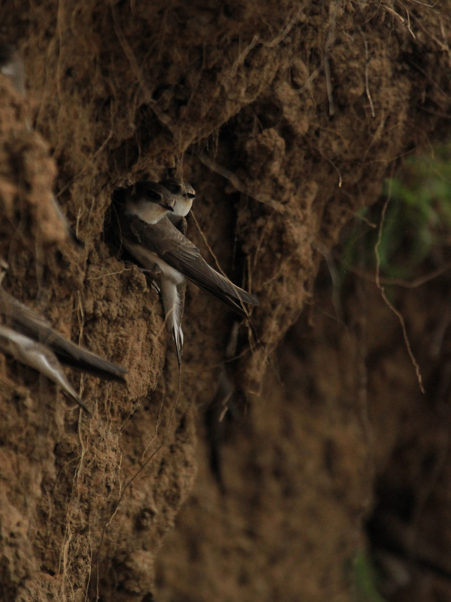 Сосредоточенность, зоркий глаз и умение ждать. Такие качества должны быть присущи фотографу-натуралисту, решившему показать людям мир птиц. Но эти нюансы не страшат юную любительницу пернатых Софью Белову из Владимира. Девушка давно с ними на «ты». Знает, как помочь выжить в суровой городской среде и, конечно, не упускает возможности запечатлеть во всей красе.