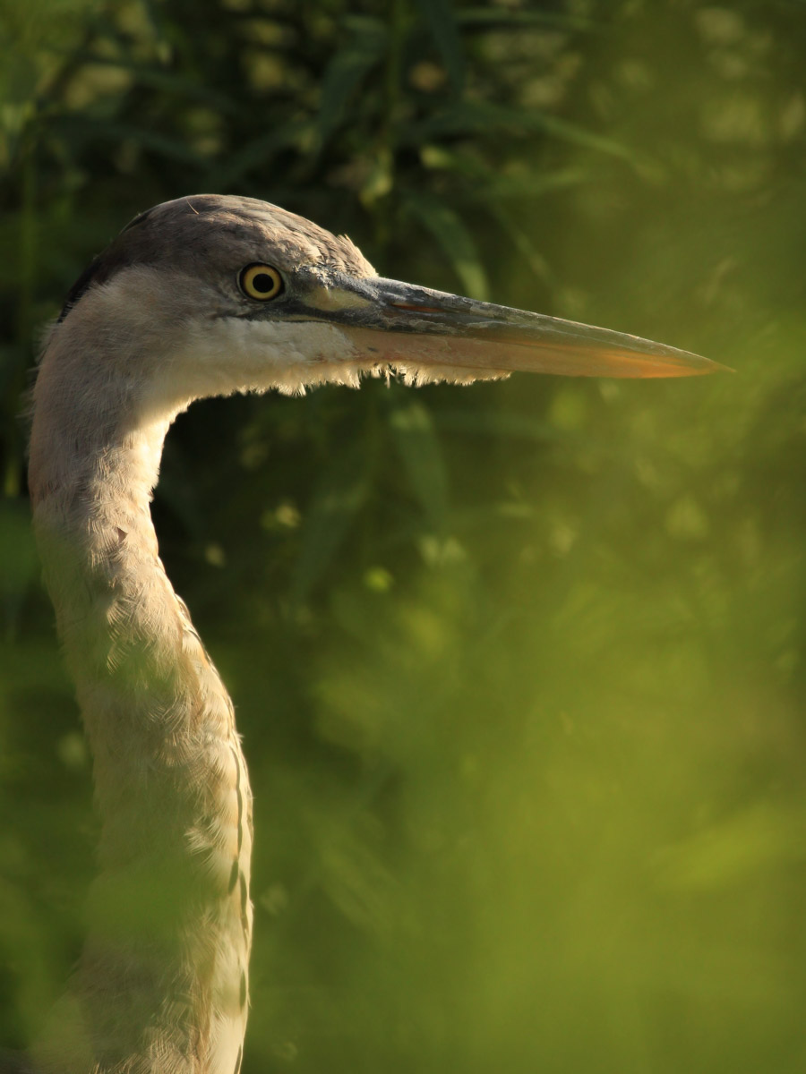 Сосредоточенность, зоркий глаз и умение ждать. Такие качества должны быть присущи фотографу-натуралисту, решившему показать людям мир птиц. Но эти нюансы не страшат юную любительницу пернатых Софью Белову из Владимира. Девушка давно с ними на «ты». Знает, как помочь выжить в суровой городской среде и, конечно, не упускает возможности запечатлеть во всей красе.