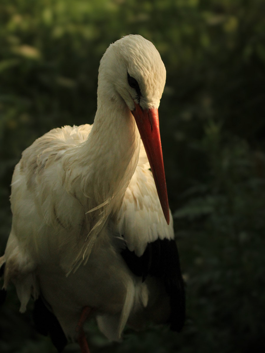 Сосредоточенность, зоркий глаз и умение ждать. Такие качества должны быть присущи фотографу-натуралисту, решившему показать людям мир птиц. Но эти нюансы не страшат юную любительницу пернатых Софью Белову из Владимира. Девушка давно с ними на «ты». Знает, как помочь выжить в суровой городской среде и, конечно, не упускает возможности запечатлеть во всей красе.