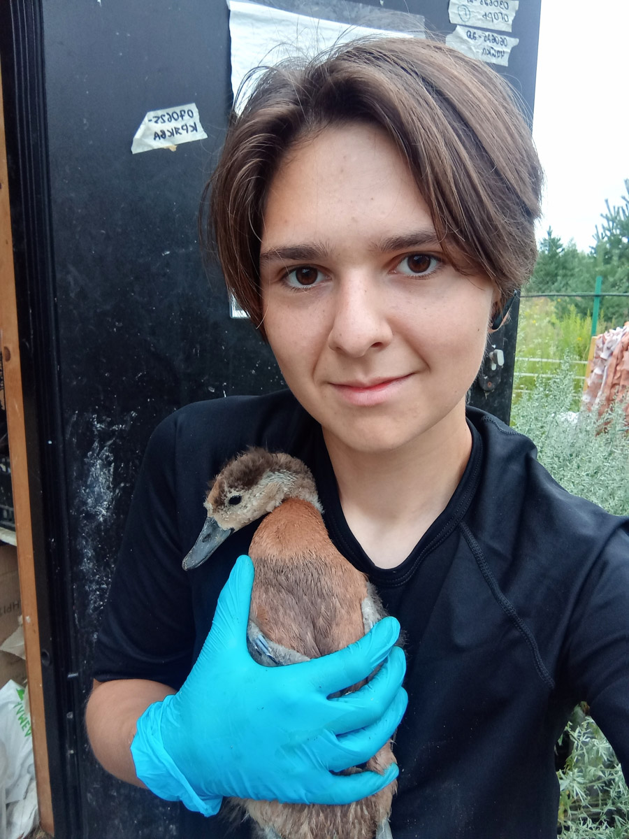 Сосредоточенность, зоркий глаз и умение ждать. Такие качества должны быть присущи фотографу-натуралисту, решившему показать людям мир птиц. Но эти нюансы не страшат юную любительницу пернатых Софью Белову из Владимира. Девушка давно с ними на «ты». Знает, как помочь выжить в суровой городской среде и, конечно, не упускает возможности запечатлеть во всей красе.