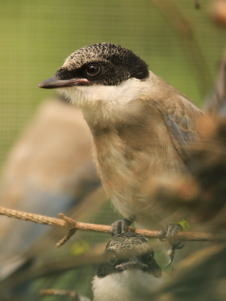 Сосредоточенность, зоркий глаз и умение ждать. Такие качества должны быть присущи фотографу-натуралисту, решившему показать людям мир птиц. Но эти нюансы не страшат юную любительницу пернатых Софью Белову из Владимира. Девушка давно с ними на «ты». Знает, как помочь выжить в суровой городской среде и, конечно, не упускает возможности запечатлеть во всей красе.