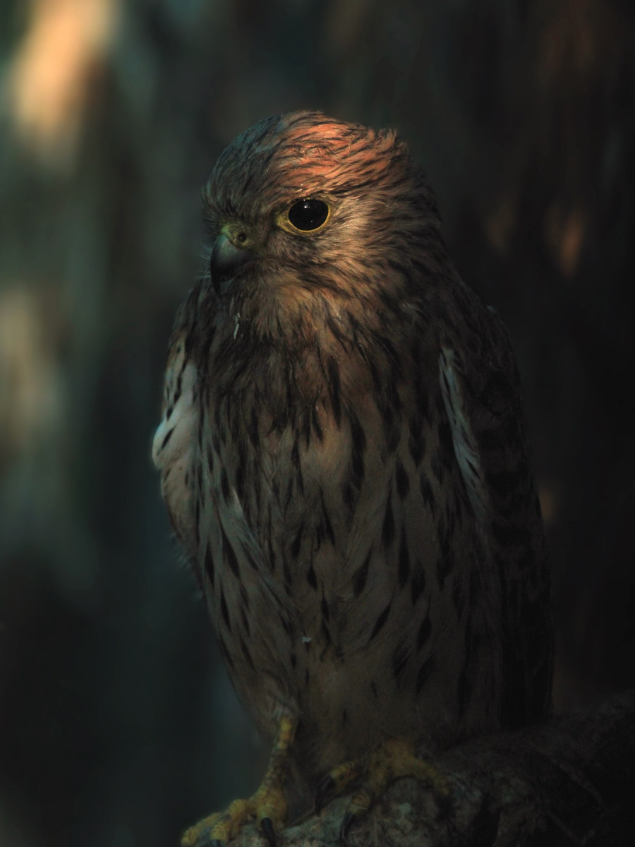 Сосредоточенность, зоркий глаз и умение ждать. Такие качества должны быть присущи фотографу-натуралисту, решившему показать людям мир птиц. Но эти нюансы не страшат юную любительницу пернатых Софью Белову из Владимира. Девушка давно с ними на «ты». Знает, как помочь выжить в суровой городской среде и, конечно, не упускает возможности запечатлеть во всей красе.