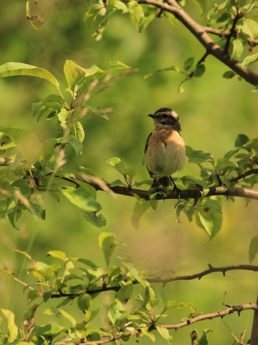 Сосредоточенность, зоркий глаз и умение ждать. Такие качества должны быть присущи фотографу-натуралисту, решившему показать людям мир птиц. Но эти нюансы не страшат юную любительницу пернатых Софью Белову из Владимира. Девушка давно с ними на «ты». Знает, как помочь выжить в суровой городской среде и, конечно, не упускает возможности запечатлеть во всей красе.