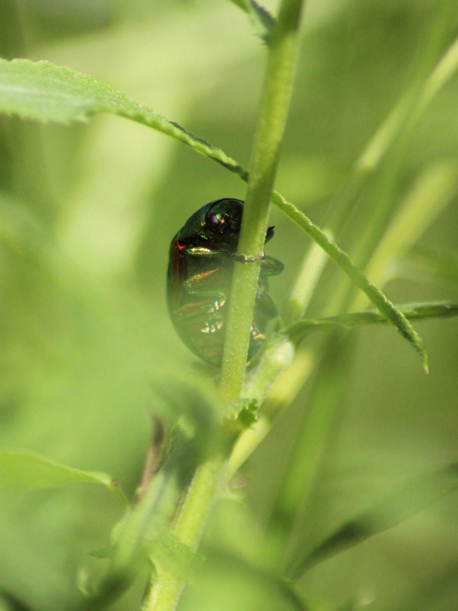 Сосредоточенность, зоркий глаз и умение ждать. Такие качества должны быть присущи фотографу-натуралисту, решившему показать людям мир птиц. Но эти нюансы не страшат юную любительницу пернатых Софью Белову из Владимира. Девушка давно с ними на «ты». Знает, как помочь выжить в суровой городской среде и, конечно, не упускает возможности запечатлеть во всей красе.