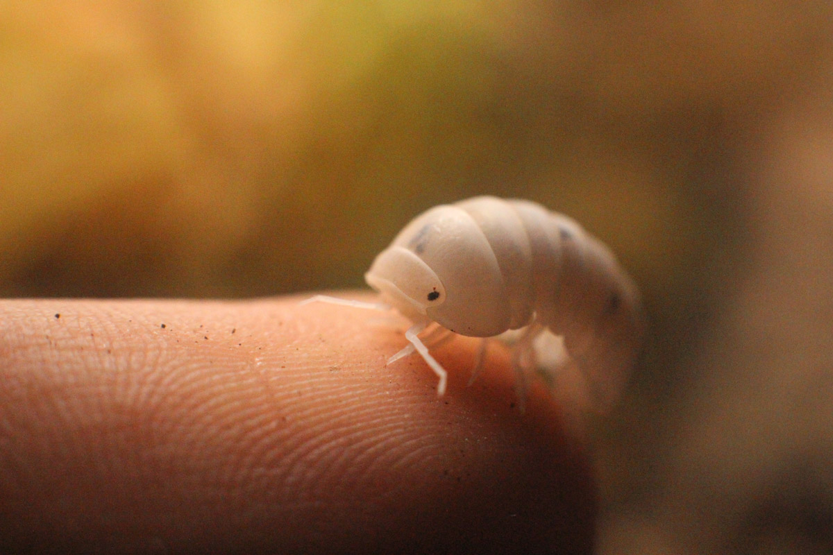 Сосредоточенность, зоркий глаз и умение ждать. Такие качества должны быть присущи фотографу-натуралисту, решившему показать людям мир птиц. Но эти нюансы не страшат юную любительницу пернатых Софью Белову из Владимира. Девушка давно с ними на «ты». Знает, как помочь выжить в суровой городской среде и, конечно, не упускает возможности запечатлеть во всей красе.
