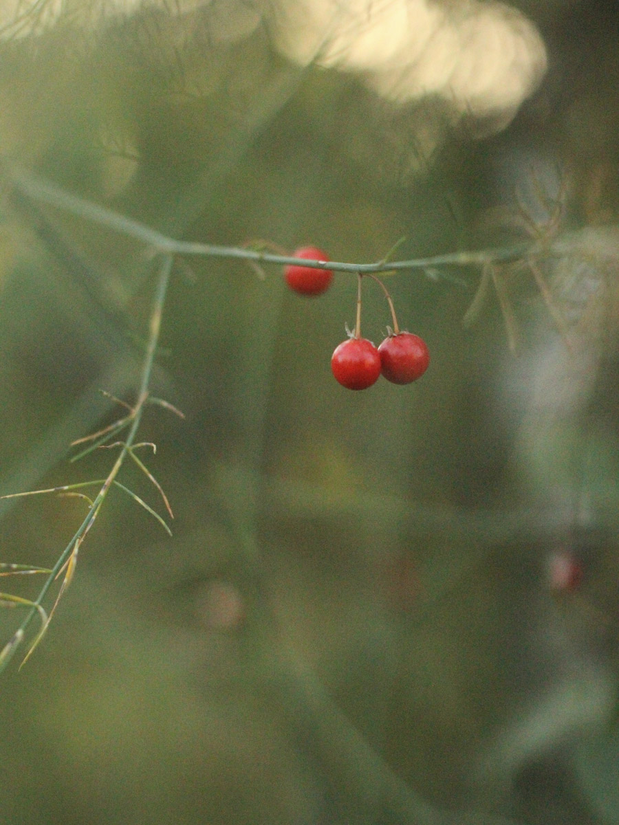 Сосредоточенность, зоркий глаз и умение ждать. Такие качества должны быть присущи фотографу-натуралисту, решившему показать людям мир птиц. Но эти нюансы не страшат юную любительницу пернатых Софью Белову из Владимира. Девушка давно с ними на «ты». Знает, как помочь выжить в суровой городской среде и, конечно, не упускает возможности запечатлеть во всей красе.