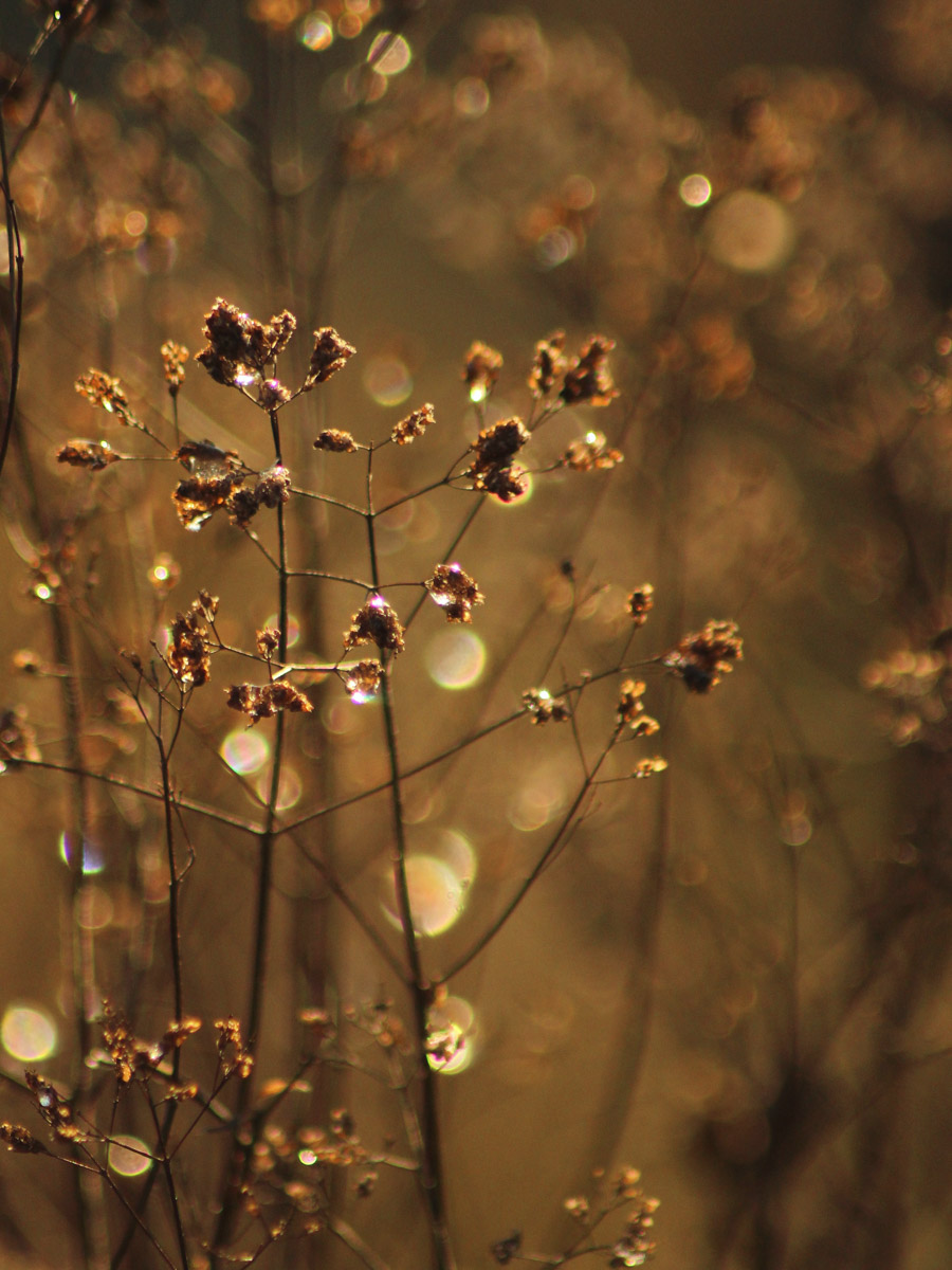 Сосредоточенность, зоркий глаз и умение ждать. Такие качества должны быть присущи фотографу-натуралисту, решившему показать людям мир птиц. Но эти нюансы не страшат юную любительницу пернатых Софью Белову из Владимира. Девушка давно с ними на «ты». Знает, как помочь выжить в суровой городской среде и, конечно, не упускает возможности запечатлеть во всей красе.