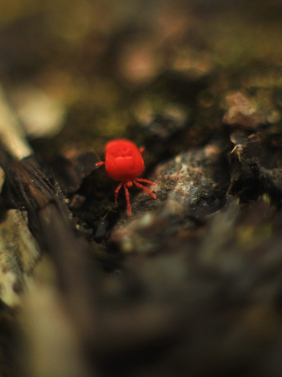 Сосредоточенность, зоркий глаз и умение ждать. Такие качества должны быть присущи фотографу-натуралисту, решившему показать людям мир птиц. Но эти нюансы не страшат юную любительницу пернатых Софью Белову из Владимира. Девушка давно с ними на «ты». Знает, как помочь выжить в суровой городской среде и, конечно, не упускает возможности запечатлеть во всей красе.