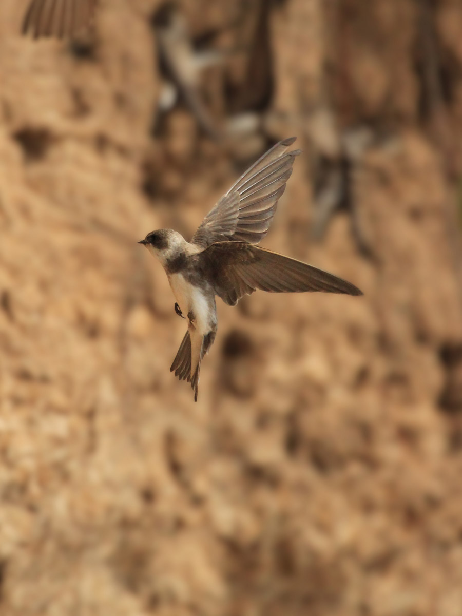 Сосредоточенность, зоркий глаз и умение ждать. Такие качества должны быть присущи фотографу-натуралисту, решившему показать людям мир птиц. Но эти нюансы не страшат юную любительницу пернатых Софью Белову из Владимира. Девушка давно с ними на «ты». Знает, как помочь выжить в суровой городской среде и, конечно, не упускает возможности запечатлеть во всей красе.