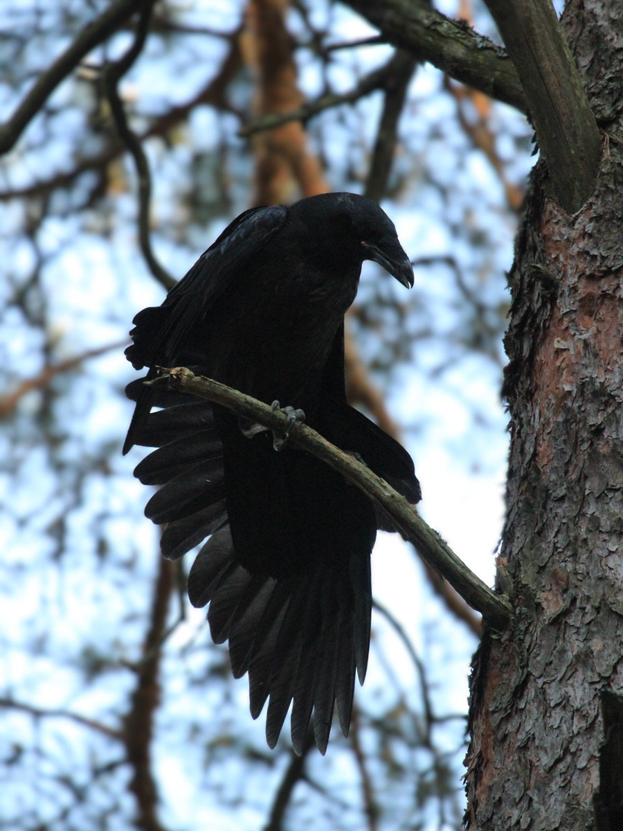 Сосредоточенность, зоркий глаз и умение ждать. Такие качества должны быть присущи фотографу-натуралисту, решившему показать людям мир птиц. Но эти нюансы не страшат юную любительницу пернатых Софью Белову из Владимира. Девушка давно с ними на «ты». Знает, как помочь выжить в суровой городской среде и, конечно, не упускает возможности запечатлеть во всей красе.