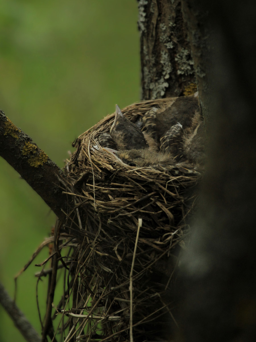 Сосредоточенность, зоркий глаз и умение ждать. Такие качества должны быть присущи фотографу-натуралисту, решившему показать людям мир птиц. Но эти нюансы не страшат юную любительницу пернатых Софью Белову из Владимира. Девушка давно с ними на «ты». Знает, как помочь выжить в суровой городской среде и, конечно, не упускает возможности запечатлеть во всей красе.